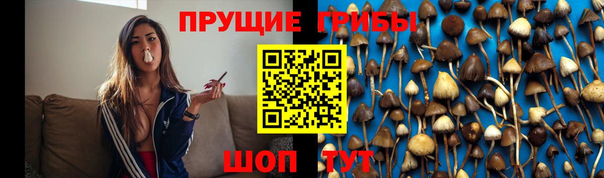 Галлюциногенные грибы Psilocybe Черняховск